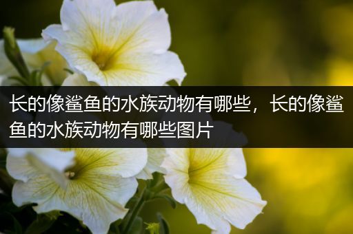 长的像鲨鱼的水族动物有哪些，长的像鲨鱼的水族动物有哪些图片