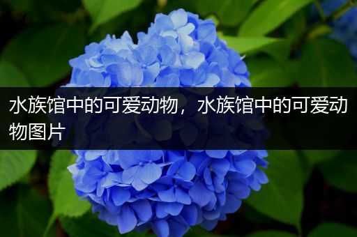 水族馆中的可爱动物，水族馆中的可爱动物图片