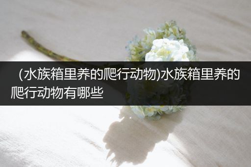 （水族箱里养的爬行动物)水族箱里养的爬行动物有哪些