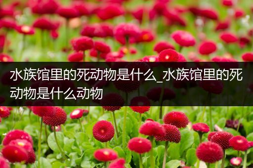 水族馆里的死动物是什么_水族馆里的死动物是什么动物