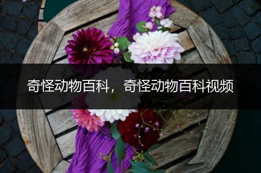 奇怪动物百科，奇怪动物百科视频
