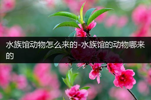 水族馆动物怎么来的-水族馆的动物哪来的