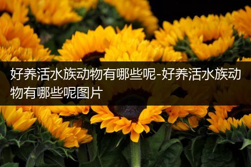 好养活水族动物有哪些呢-好养活水族动物有哪些呢图片