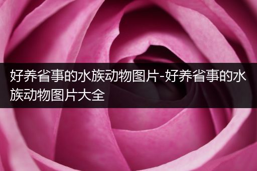 好养省事的水族动物图片-好养省事的水族动物图片大全
