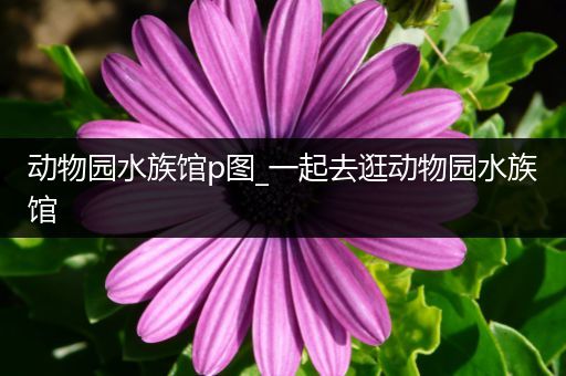 动物园水族馆p图_一起去逛动物园水族馆