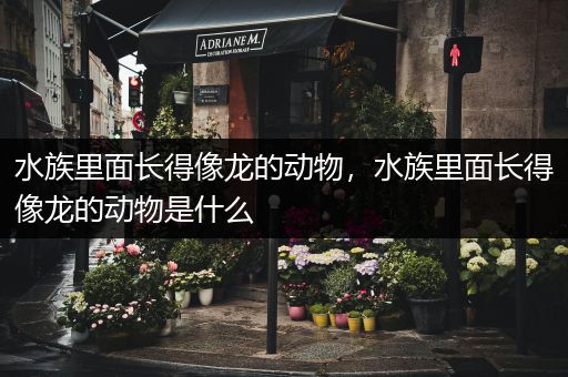 水族里面长得像龙的动物，水族里面长得像龙的动物是什么