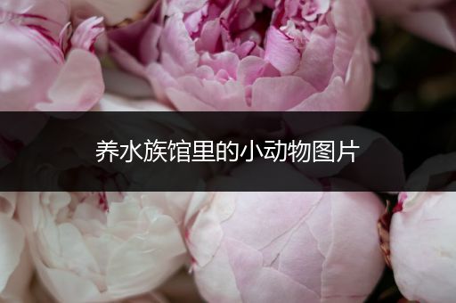 养水族馆里的小动物图片