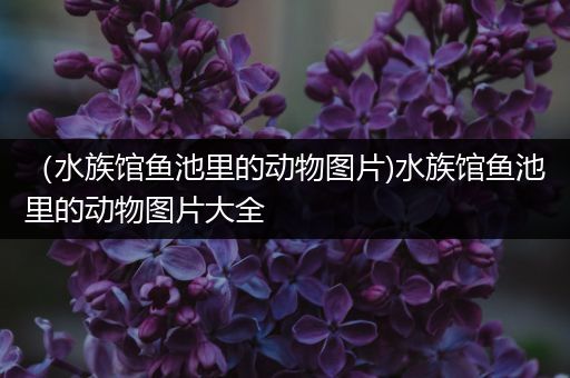（水族馆鱼池里的动物图片)水族馆鱼池里的动物图片大全