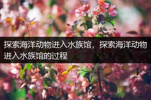 探索海洋动物进入水族馆，探索海洋动物进入水族馆的过程