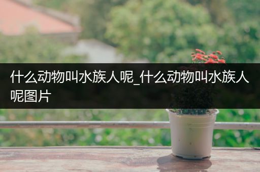 什么动物叫水族人呢_什么动物叫水族人呢图片