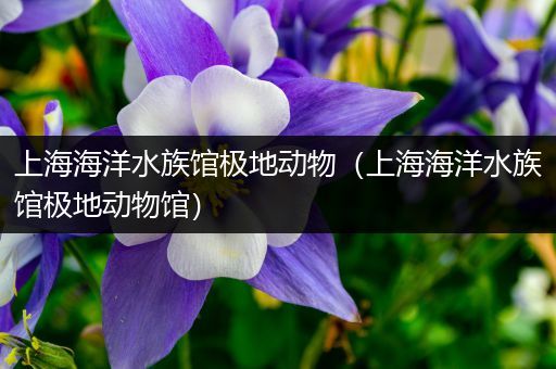 上海海洋水族馆极地动物（上海海洋水族馆极地动物馆）