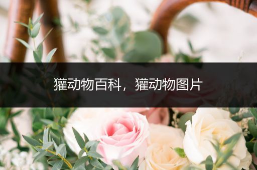 獾动物百科，獾动物图片