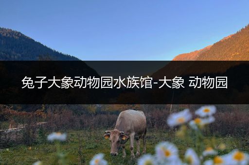 兔子大象动物园水族馆-大象 动物园