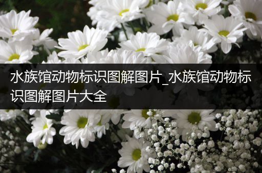 水族馆动物标识图解图片_水族馆动物标识图解图片大全