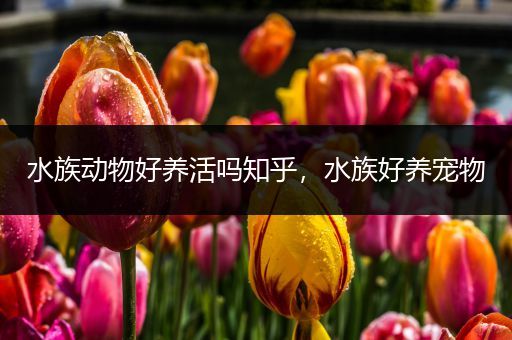 水族动物好养活吗知乎，水族好养宠物