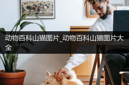 动物百科山猫图片_动物百科山猫图片大全