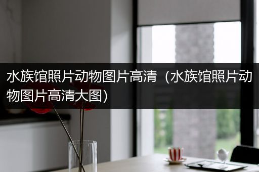 水族馆照片动物图片高清（水族馆照片动物图片高清大图）