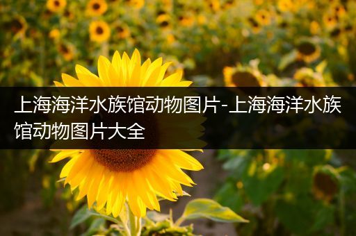 上海海洋水族馆动物图片-上海海洋水族馆动物图片大全