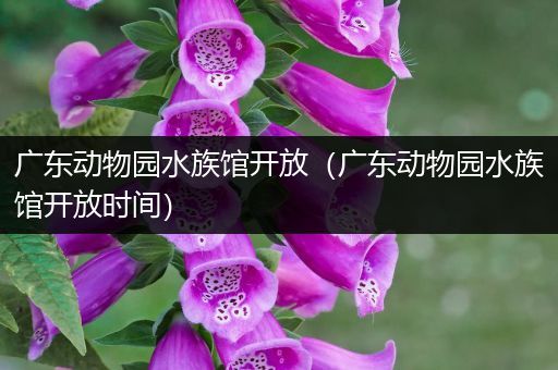 广东动物园水族馆开放（广东动物园水族馆开放时间）