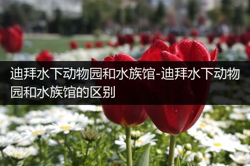 迪拜水下动物园和水族馆-迪拜水下动物园和水族馆的区别