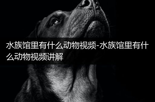 水族馆里有什么动物视频-水族馆里有什么动物视频讲解