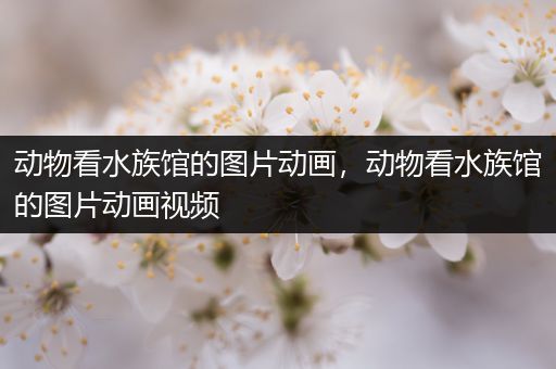 动物看水族馆的图片动画，动物看水族馆的图片动画视频