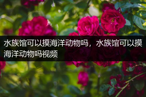 水族馆可以摸海洋动物吗，水族馆可以摸海洋动物吗视频