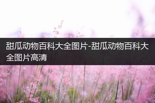 甜瓜动物百科大全图片-甜瓜动物百科大全图片高清