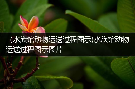 （水族馆动物运送过程图示)水族馆动物运送过程图示图片
