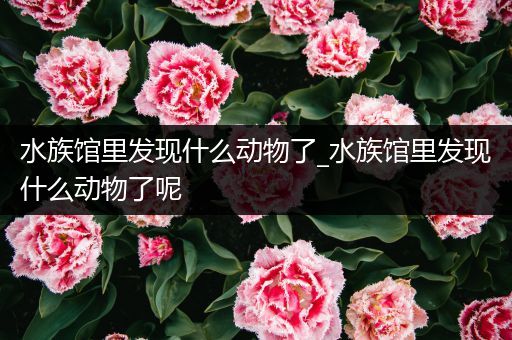 水族馆里发现什么动物了_水族馆里发现什么动物了呢