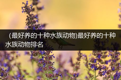 （最好养的十种水族动物)最好养的十种水族动物排名