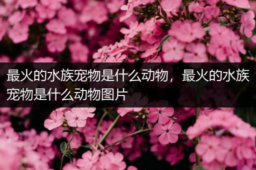 最火的水族宠物是什么动物，最火的水族宠物是什么动物图片