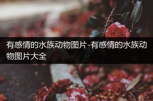 有感情的水族动物图片-有感情的水族动物图片大全