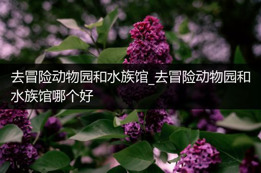去冒险动物园和水族馆_去冒险动物园和水族馆哪个好