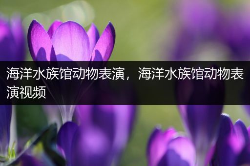 海洋水族馆动物表演，海洋水族馆动物表演视频