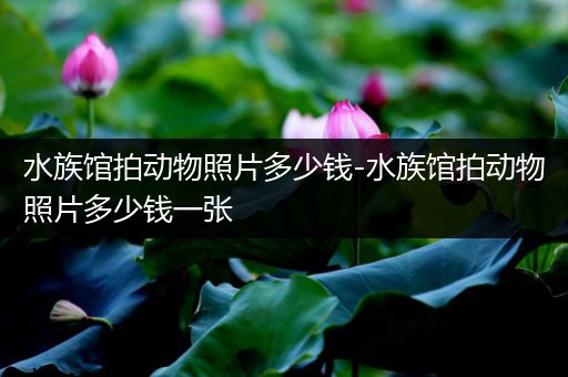 水族馆拍动物照片多少钱-水族馆拍动物照片多少钱一张