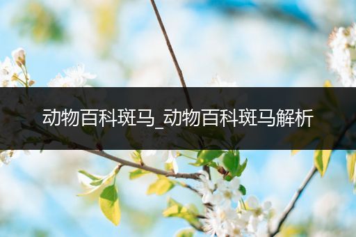 动物百科斑马_动物百科斑马解析