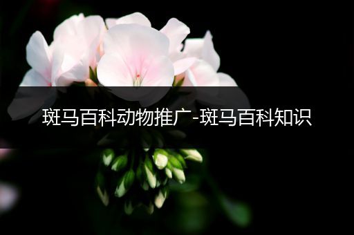 斑马百科动物推广-斑马百科知识