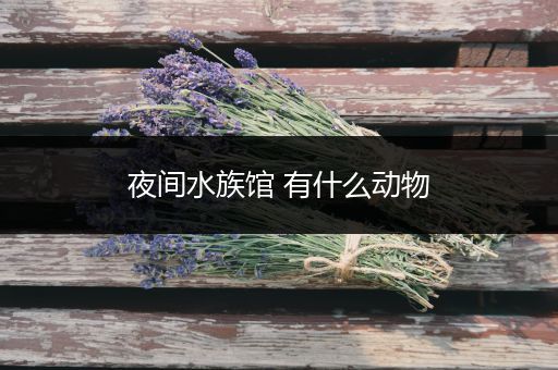 夜间水族馆 有什么动物