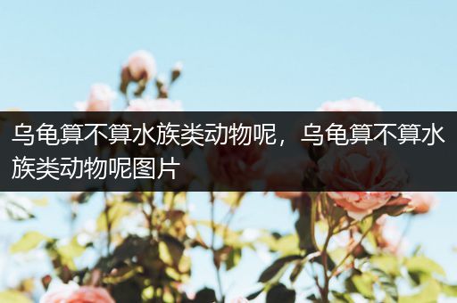 乌龟算不算水族类动物呢，乌龟算不算水族类动物呢图片