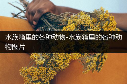 水族箱里的各种动物-水族箱里的各种动物图片
