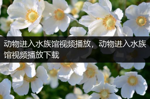 动物进入水族馆视频播放，动物进入水族馆视频播放下载