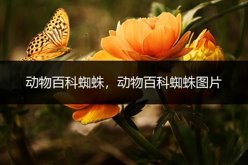 动物百科蜘蛛，动物百科蜘蛛图片