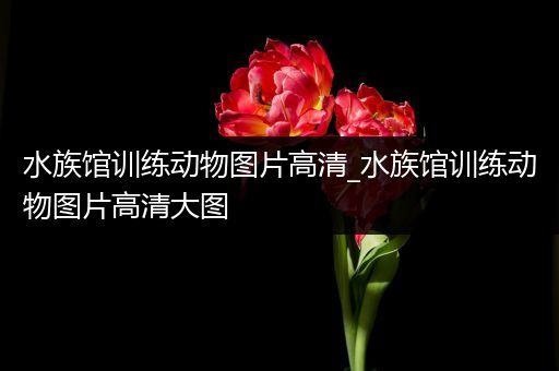 水族馆训练动物图片高清_水族馆训练动物图片高清大图