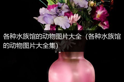 各种水族馆的动物图片大全（各种水族馆的动物图片大全集）