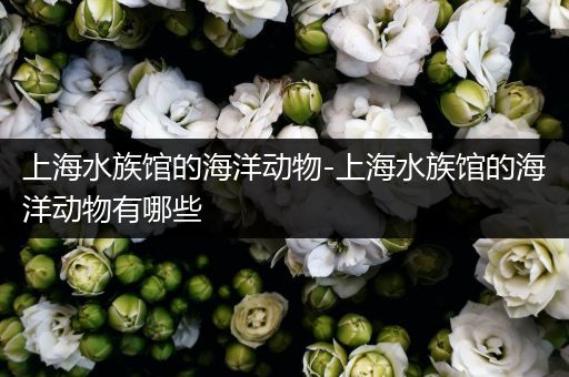 上海水族馆的海洋动物-上海水族馆的海洋动物有哪些