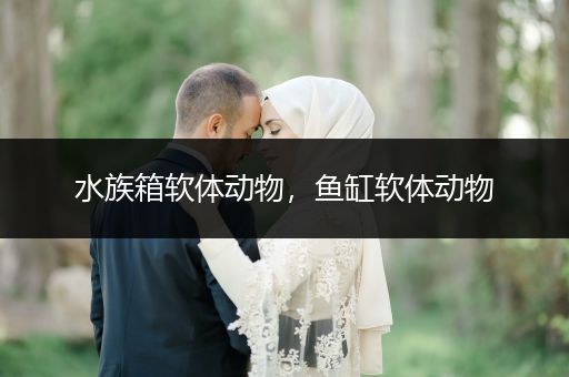 水族箱软体动物，鱼缸软体动物