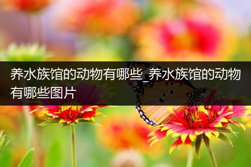 养水族馆的动物有哪些_养水族馆的动物有哪些图片