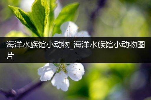 海洋水族馆小动物_海洋水族馆小动物图片