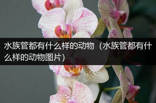 水族管都有什么样的动物（水族管都有什么样的动物图片）